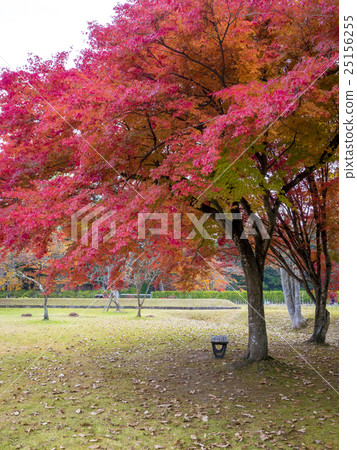 World Heritage Hiraizumi Valley Wang Yuin Leaves Autumn leaves 25156255