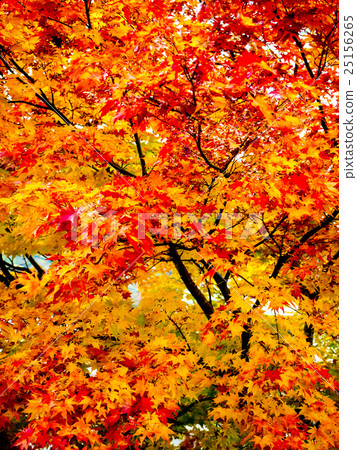 World Heritage Hiraizumi Hikokoshiji Autumn leaves World Heritage Hiraizumi Hikokoshiji Autumn leaves 25156265