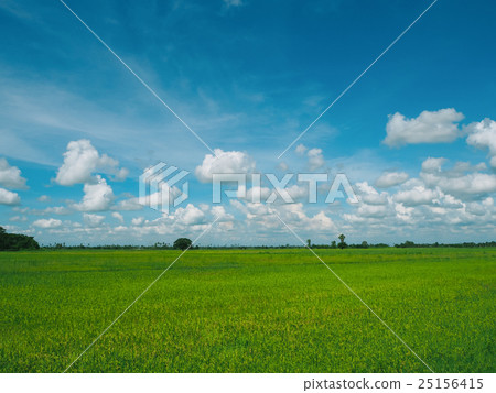 The Rice Field. 25156415