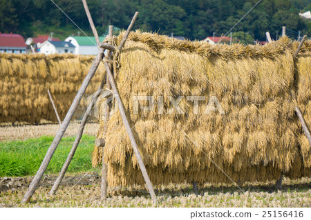 水稻收穫 25156416