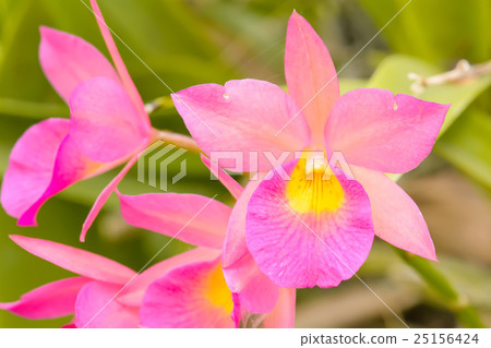 Orchid is bright colors and beautiful Orchid is bright colors and beautiful 25156424