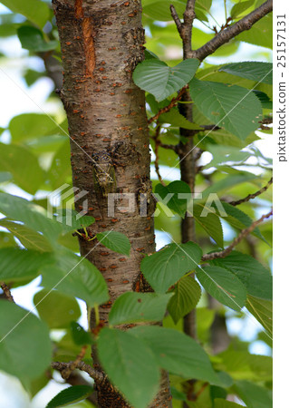 A cicada deep in a cherry tree and a niisemi 25157131