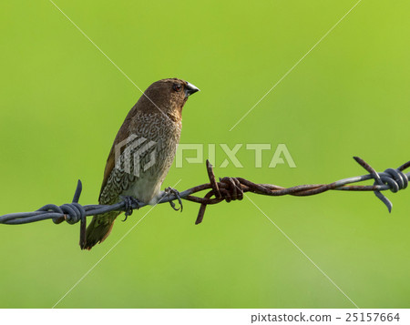 Image of a ricebird perched on the barb. Image of a ricebird perched on the barb. 25157664