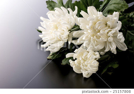 菊花 菊花 25157808