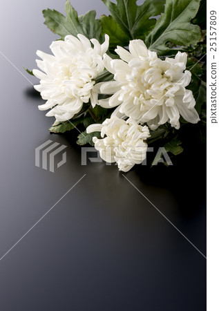 菊花 菊花 25157809