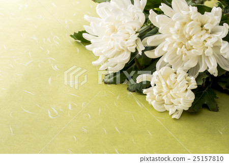 菊花 菊花 25157810