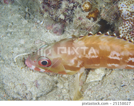 Underwater 25158027