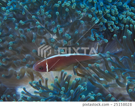 Underwater 25158028