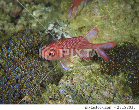 Underwater 25158033