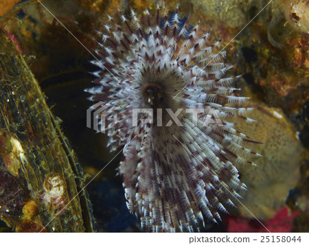Underwater 25158044