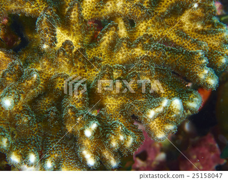 Underwater 25158047