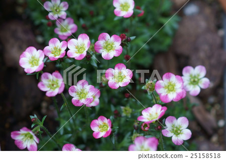 西雲草蜘蛛俠Musha Flower語言是“可愛的懺悔” 西雲草蜘蛛俠Musha Flower語言是“可愛的懺悔” 25158518