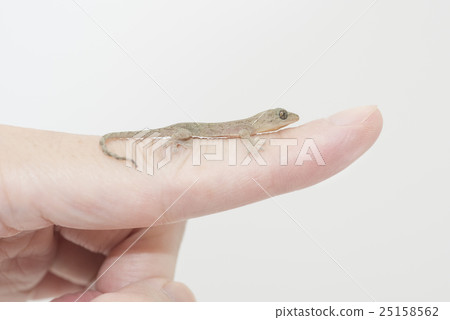 Gecko's Child on the index finger 25158562