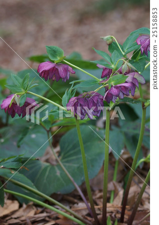 Christmas rose is a flower language "remembrance" Christmas rose is a flower language "remembrance" 25158853