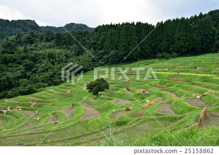 Oyama Senjita 25158862