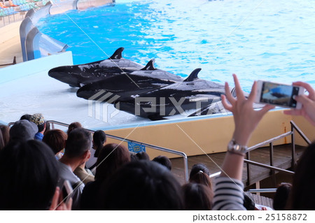 Whale show Whale show 25158872