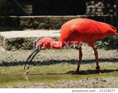 Scarlet ibis Scarlet ibis 25159077