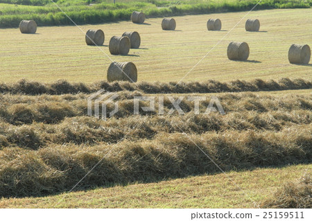 牧場地面乾燥和乾草卷,牧場地捲風景和背景材料 牧場地面乾燥和乾草卷,牧場地捲風景和背景材料 25159511