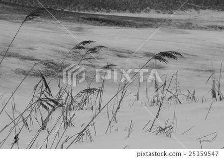 Natural landscape and background material of sand and snow and dead reed, snow scenery 25159547
