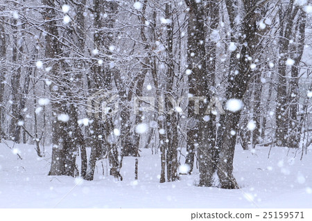 Nature scenery and background material of the snow falling button in a forest buried in white snow 25159571
