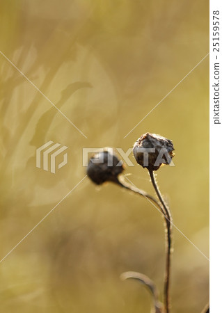 Autumn flowers, natural phenomenon shining in the morning dew and flower withering figure, closeup Autumn flowers, natural phenomenon shining in the morning dew and flower withering figure, closeup 25159578