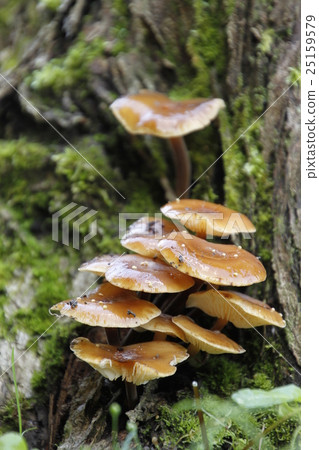 生長在Katsura樹的樹樁的蘑菇 25159579