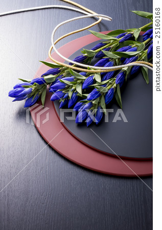 Gentian 25160168