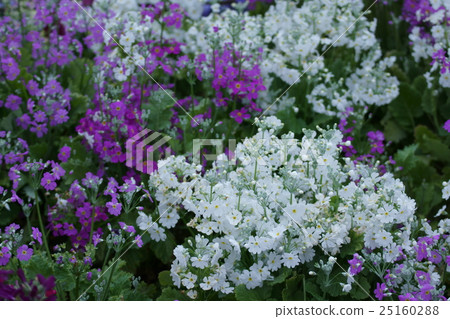 Western cherry tree plant language is "simple" 25160288