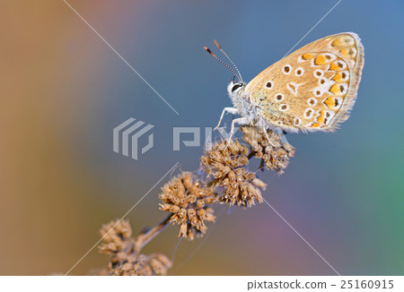 Common Blue (Polyomathus icarus) butterfly Common Blue (Polyomathus icarus) butterfly 25160915
