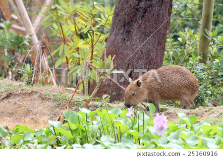 Capybara children 25160916