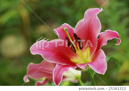 Lily Lily 25161322