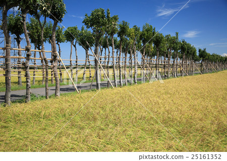 Hasa trees of Menji temple 25161352