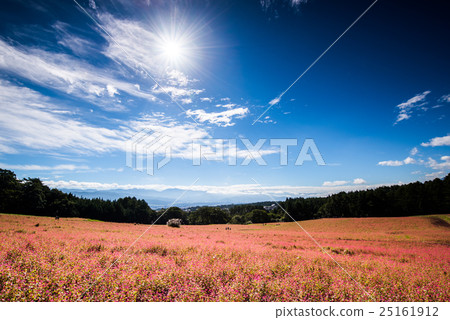 Shinshu Ina高原紅蕎麥麵沒有佐藤 Shinshu Ina高原紅蕎麥麵沒有佐藤 25161912