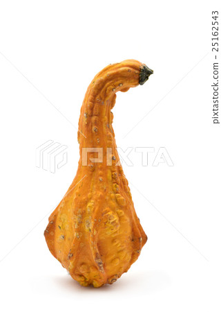 long pumpkin long pumpkin 25162543