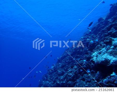 A group of small fish (Miyakojima) 25162661