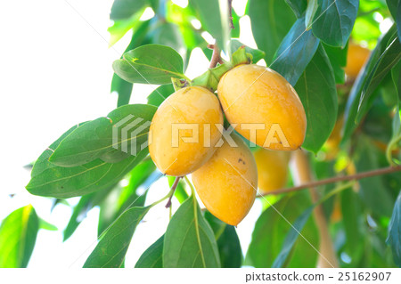 Brush persimmon 25162907