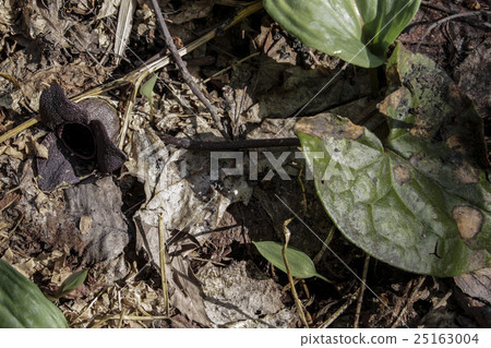 Koshino Kanauoi 25163004