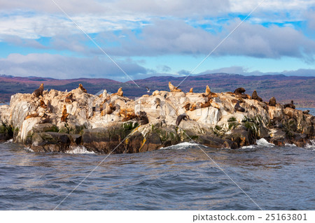 Seal Island near Ushuaia 25163801