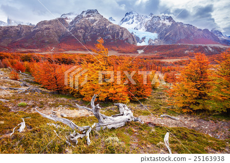 Golden forest in Patagonia Golden forest in Patagonia 25163938