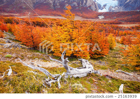 Golden forest in Patagonia 25163939
