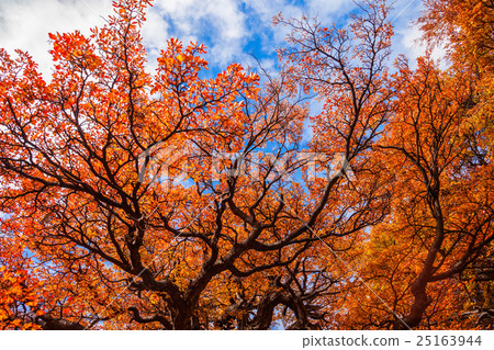 Golden forest in Patagonia 25163944