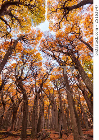 Golden forest in Patagonia 25163947