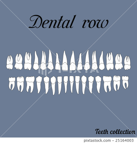 dental row 25164003