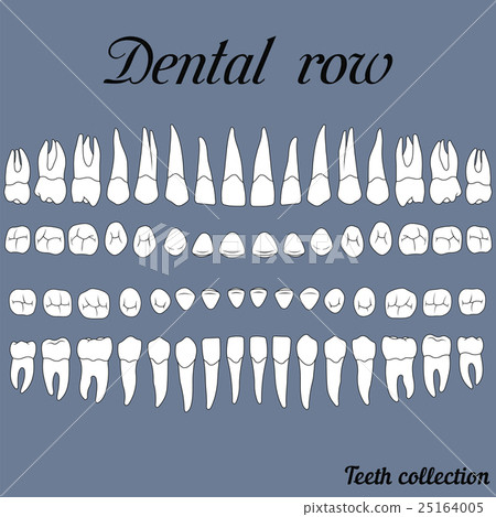 dental row teeth Stock Illustration 25164005 PIXTA