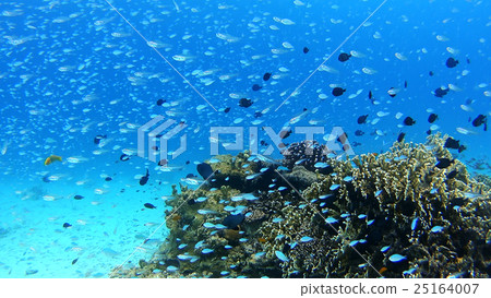 Underwater photography of Okinawa Akajima 25164007