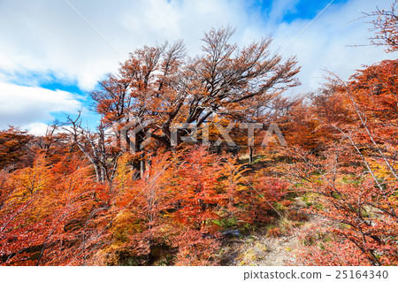 Golden forest in Patagonia 25164340