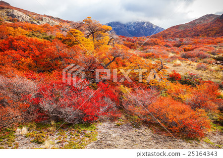 Golden forest in Patagonia Golden forest in Patagonia 25164343