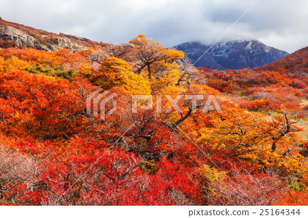 Golden forest in Patagonia 25164344