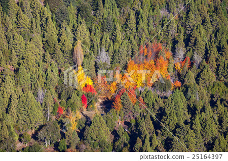 Autumn forest near Bariloche Autumn forest near Bariloche 25164397