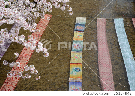 Cherry blossoms and Kurokawa Yuzen (Yuzen sinki) Hanamimi & traditional crafts 25164942